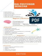 Arteria Posterior Derecha