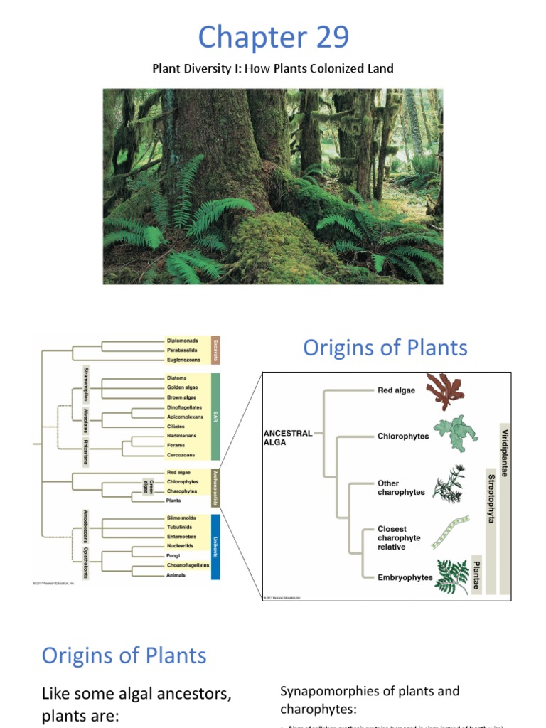 Plant Evolution and Adaptations Overview | PDF | Spore | Plants