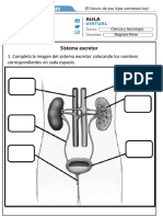 Sistema Excretor 1307