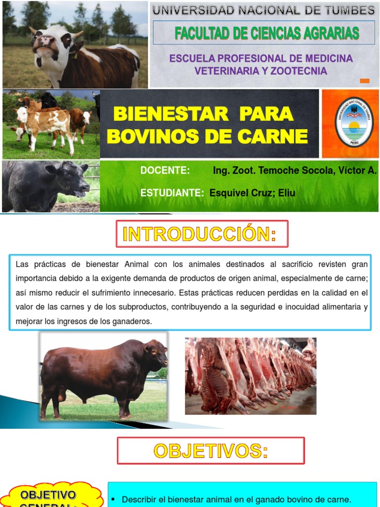 Bienestar Animal de Bovinos de Carne | PDF | Bienestar de los animales ...
