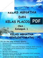 Agnatha pptx1 130628033147 Phpapp01