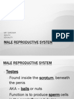 MALE REPRODUCTIVE SYSTEM by Ms Flores