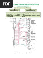 Розділ 6.3. Симпатичний Відділ Вегетативної Нервової Системи