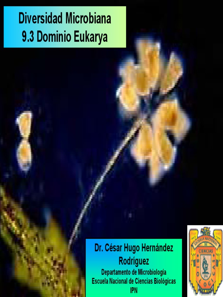 Diversidad del Dominio Eukarya | PDF | Eucariotas | Filogenética