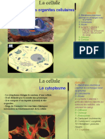 Les Organites Cellulaires: 1-Membrane Plasmique (Permet Les Échanges Avec La Lymphe) 2 - Cytoplasme 3 - Noyau