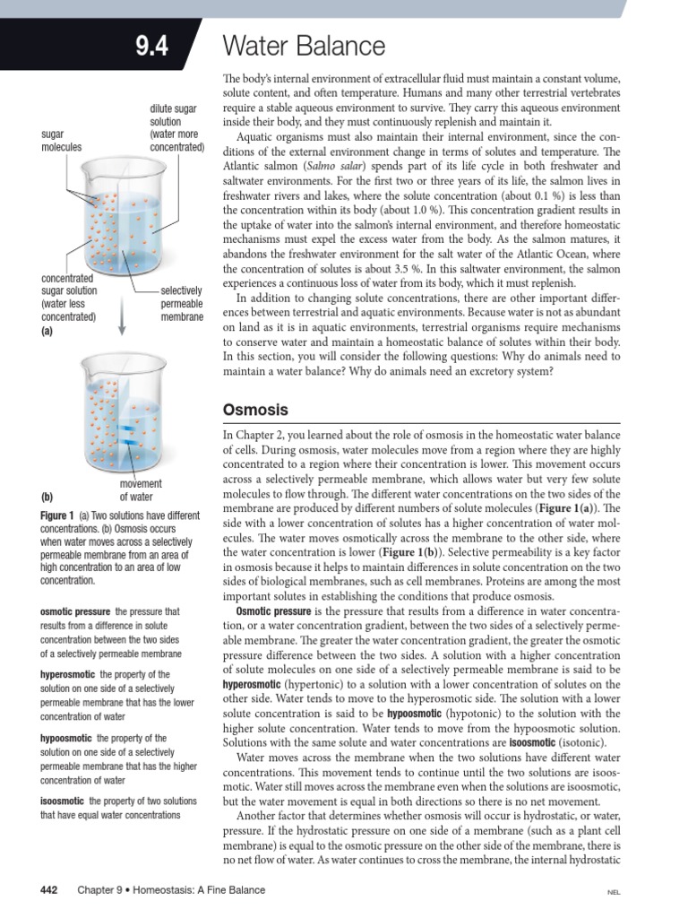 02 - Water Balance Reading | PDF | Osmosis | Ammonia