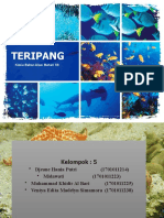 Teripang B