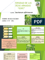 Saccharum Officinarum - Escobar Micaela