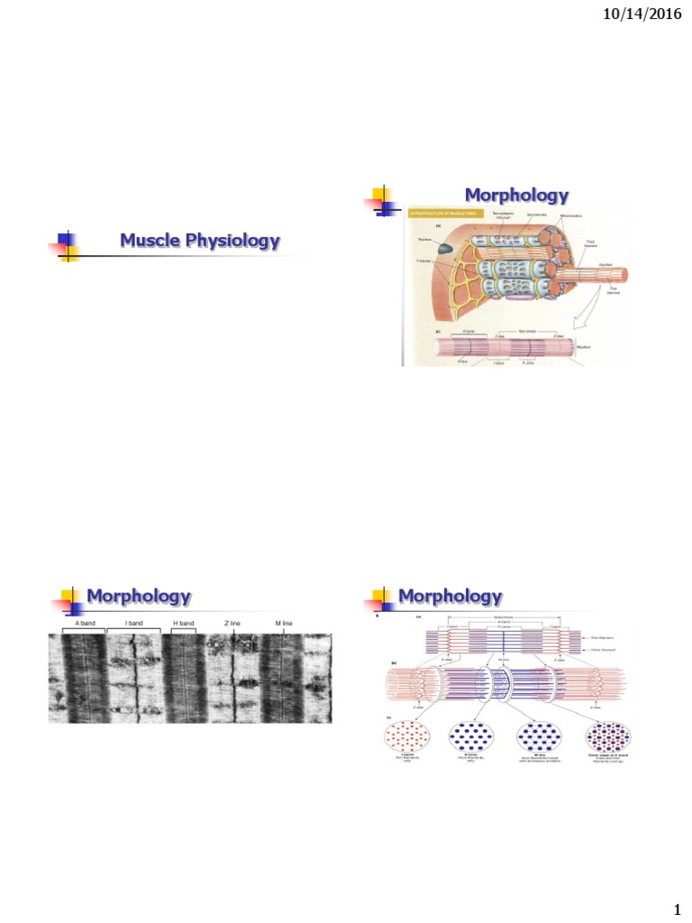 Muscle Physiology 2 | PDF | Muscle Contraction | Skeletal Muscle