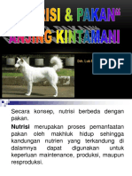 Pakan Dan Nutrisi Anjing Kintamani
