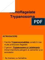 Curs III Trypanosoma