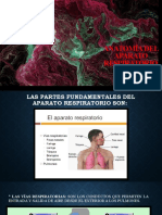 Anatomía Del Aparato Respiratorio