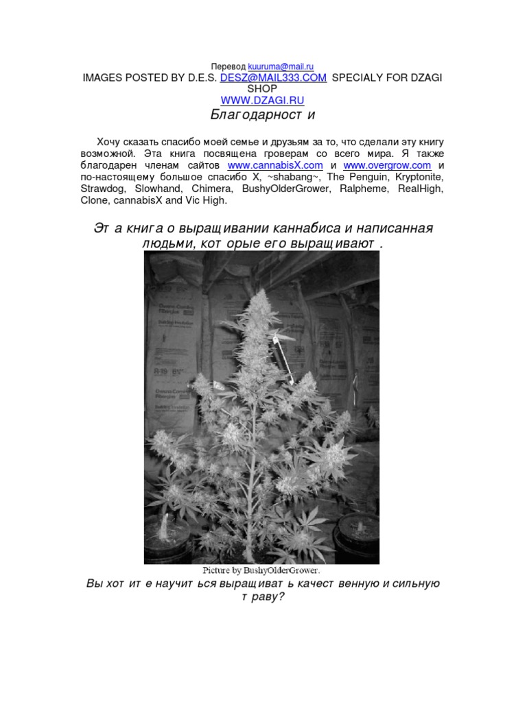 The Cannabis Grow Bible Pdf