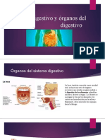 Sistema Digestivo y Órganos Del Sistema Digestivo