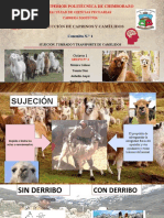 CAMELIDOS