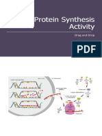 Protein Synthesis Drag & Drop Activity 2021