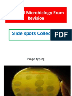 Practical Microbiology Exam Revision: Slide Spots Collection