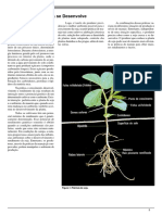 Como a Planta Da Soja Desenvolve