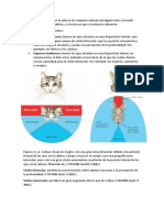 Anatomía del ojo: estructuras y funciones