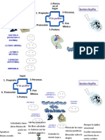 Mapa Mental