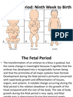 Fetal Period 2008