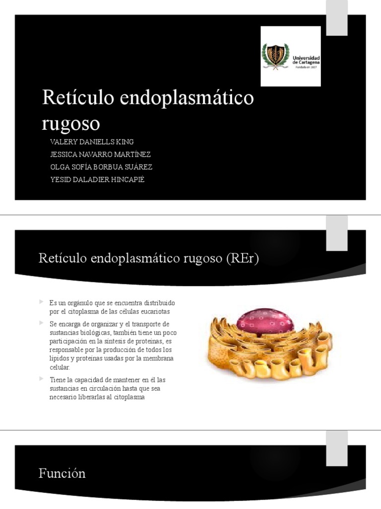 Funciones y Estructura del Retículo Endoplasmático Rugoso | PDF ...