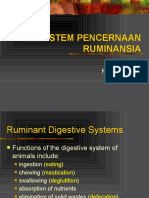 Understanding the Complex Digestive System of Ruminant Animals