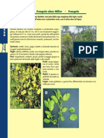 Alberi e Arbusti Pagg 74-151