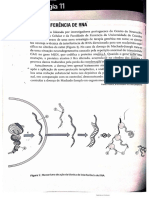 Interferencia de Rna