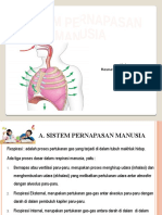 Sistem Pernapasan Manusia