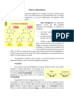 TEMA 21 Acidos Nucleicos