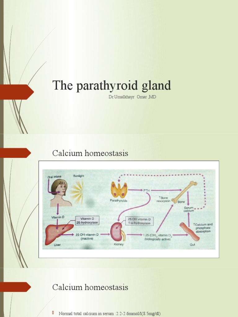 Understanding Calcium Homeostasis and Disorders | PDF | Parathyroid ...