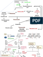 Biosynthetic Pathways 2011