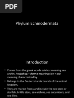 Download Phylum Echinodermata by jomari_sy SN49444561 doc pdf