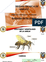 Anatomía de Las Abejas