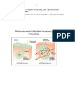 Cuadros Comparativos Entre Glándulas Endocrinas y Glándulas Exocrinas