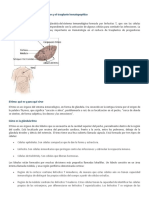 Importancia Del Timo en Las Infecciones y El Trasplante Hematopoyético