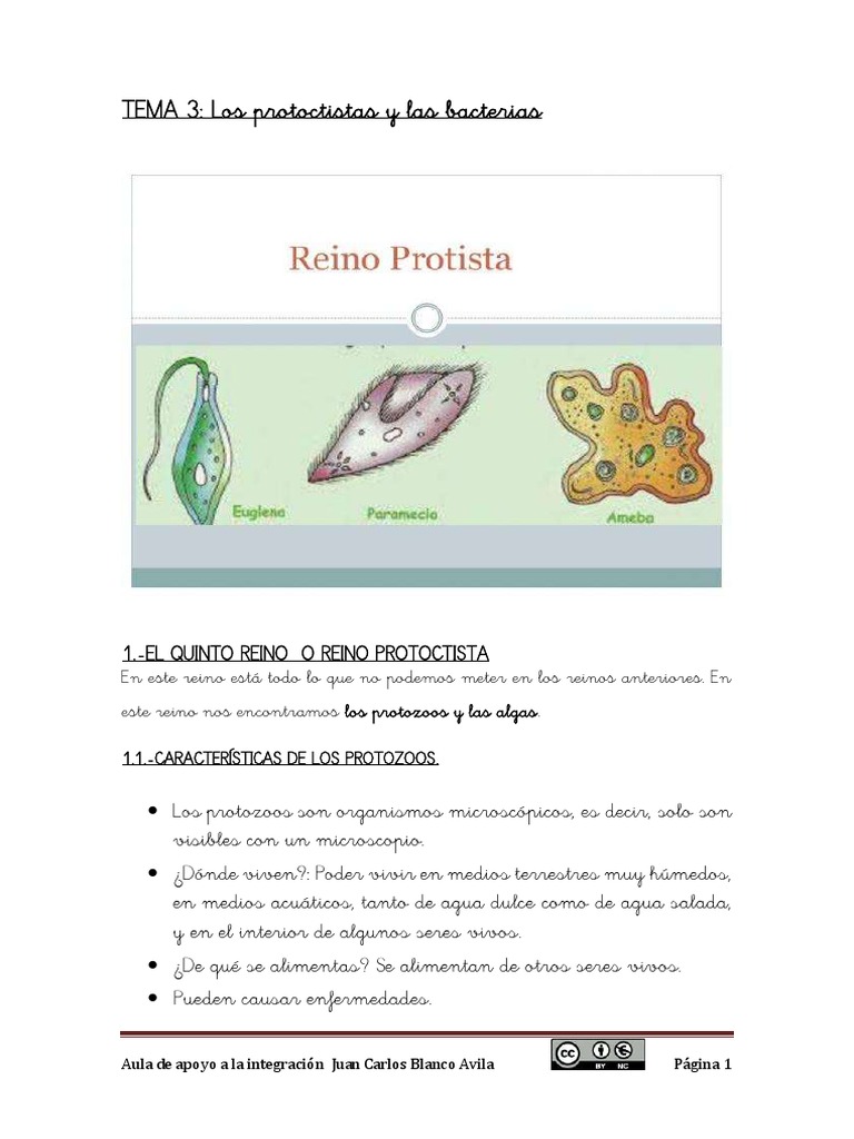 Los Protoctistas y Bacterias-6p Adaptado | PDF | Algas | Protozoos