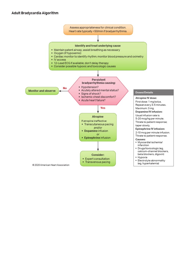 Adult Bradycardia Algorithm: Identify and Treat Underlying Cause | PDF ...
