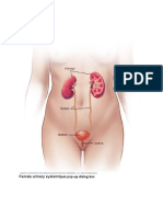 Female Urinary System: Open Pop-Up Dialog Box