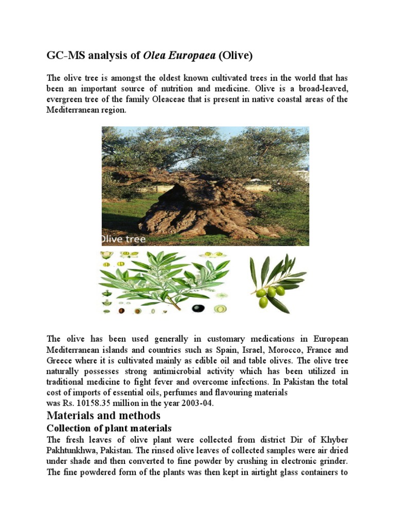GC-MS Analysis of Olea Europaea (Olive) | PDF | Olive | Antimicrobial