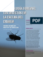 Los Insectos en La Escena Del Crimen