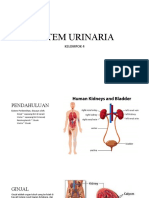 Sistem Urinaria