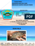 IKAN NILA BUDIDAYA