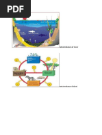 Download rantai makanan air tawar by Yoel Ray Sorgia Sembiring Meliala SN49462034 doc pdf