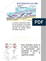 Matriz Extracelular-Yessica