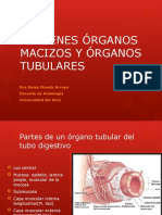 Imagenes Organos Macizos y Tubulares-Clase 05 - 02 PRACTICA