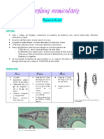 Enterobius Vermicularis Resumen Equipo 1