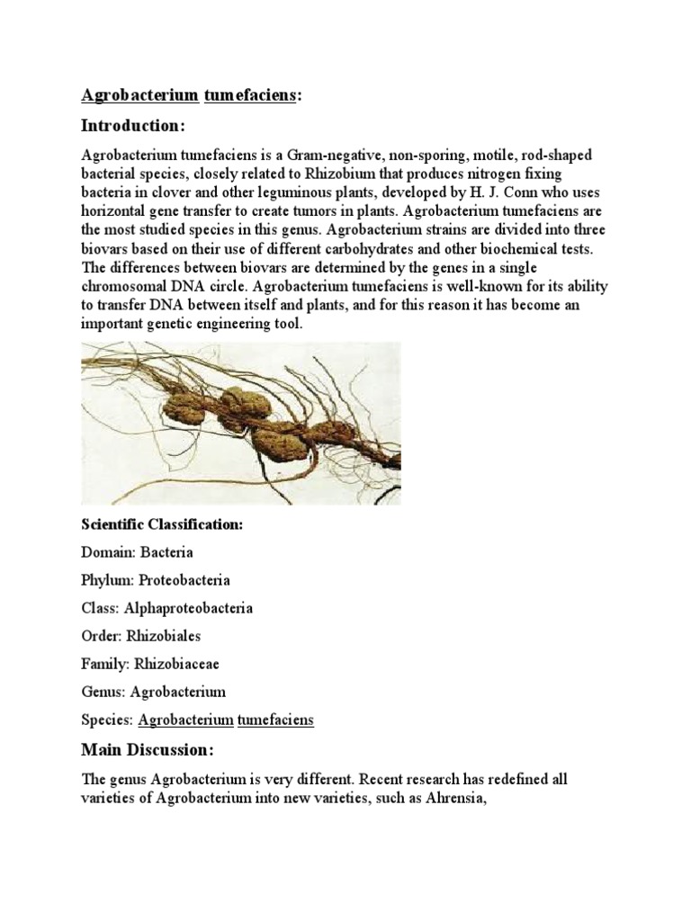 Agrobacterium Tumefaciens:: Scientific Classification | PDF ...