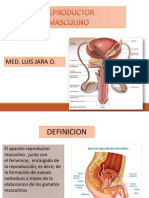 Aparato Reproductor Masculino